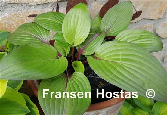 Hosta First Blush - Fransen Hostas